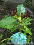 peanut butter plant